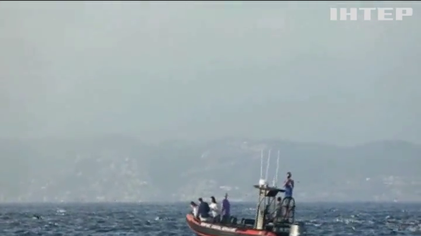 Тисячі дельфінів прямують до узбережжя Каліфорнії (відео)