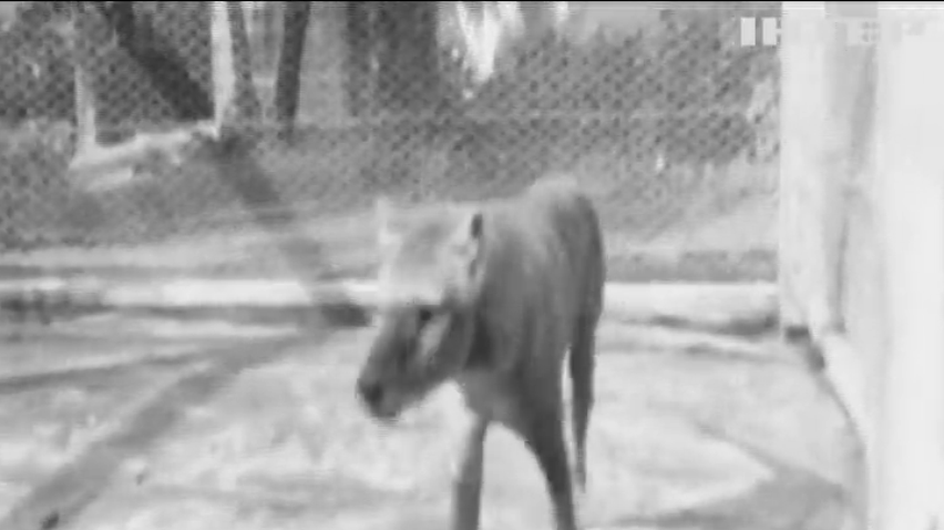 Останній на Землі: австралійці показали відео з сумчастим вовком