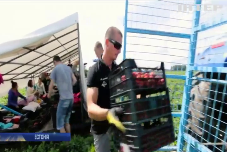 Фермери Естонії закликають повернути заробітчан на збір врожаю