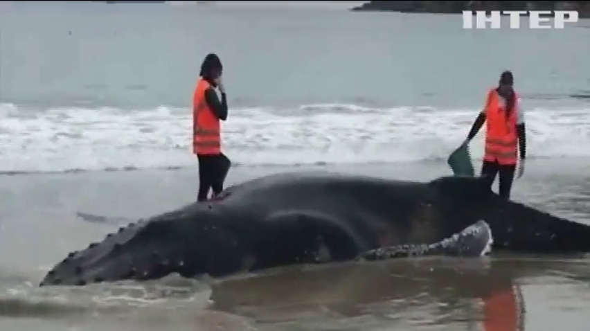 У Бразилії врятували кита, якого викинуло на пляж