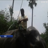 В Індії чоловік заповів землі слонам