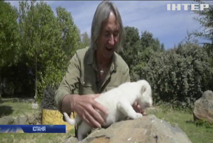 В іспанському зоопарку від рідкісного білого лева відмовилася мама