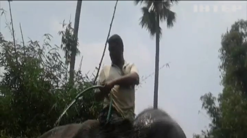 В Індії чоловік заповів землі слонам