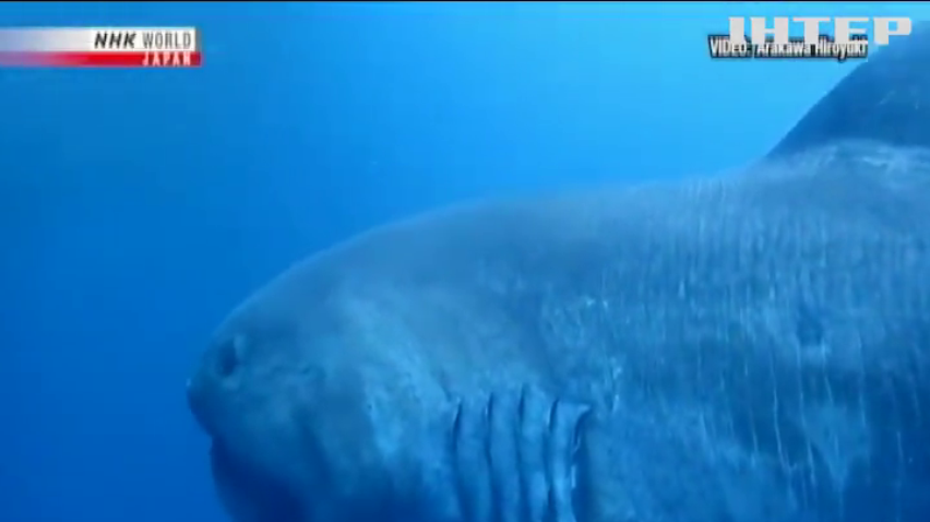 Рідкісна акула потрапила у сітки японських рибалок (відео)