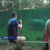 У Франції маленька бегемотиха відкрила сезон купання в зоопарку