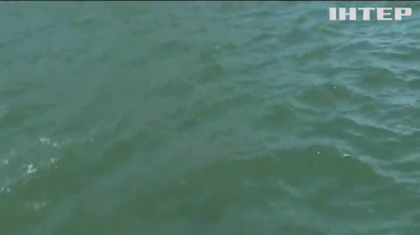 Переваги карантину: у річці Лісабону помітили дельфінів