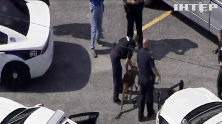 У штаті Флорида поліція затримала кенгуру
