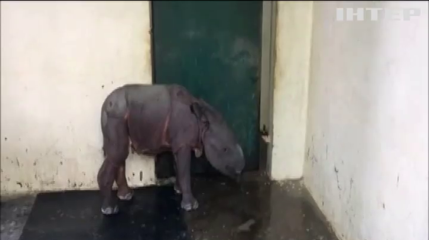 В Індії врятували від загибелі дитинча рідкісного носорога