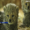Віденський зоопарк поділився відео з поповненням