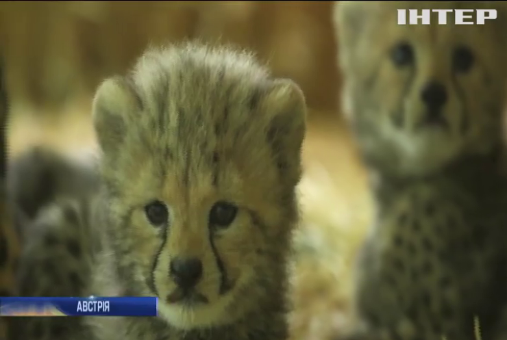 Віденський зоопарк поділився відео з поповненням