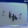 В Антарктиду неочікувано повернулися пінгвіни