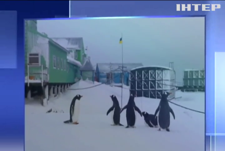 В Антарктиду у розпал зими неочікувано повернулися пінгвіни