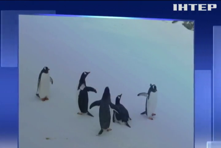 В Антарктиду неочікувано повернулися пінгвіни
