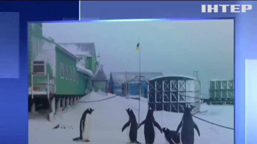 В Антарктиду у розпал зими неочікувано повернулися пінгвіни