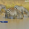 Велика міграція тварин у Кенійському національному парку залишиться без глядачів