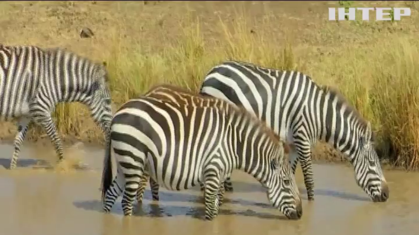 Велика міграція тварин у Кенійському національному парку залишиться без глядачів
