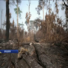 Пожежі в Амазонії: від Бразилії вимагають активніше рятувати ліси