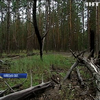 Скільки років потрібно на повне відновлення українських лісів після пожеж