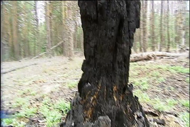 Масштабні весняні пожежі в Україні: скільки років відновлюватиметься ліс