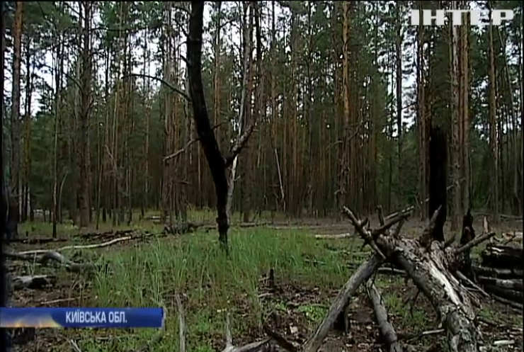 Скільки років потрібно на повне відновлення українських лісів після пожеж