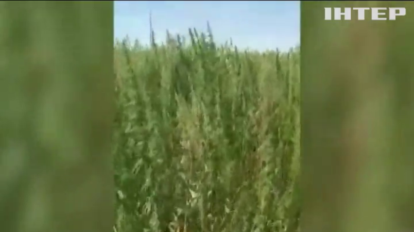 На Донеччині поліція знайшла поле коноплі
