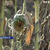 Україна ризикує залишитися без соняху: спека випалює врожай