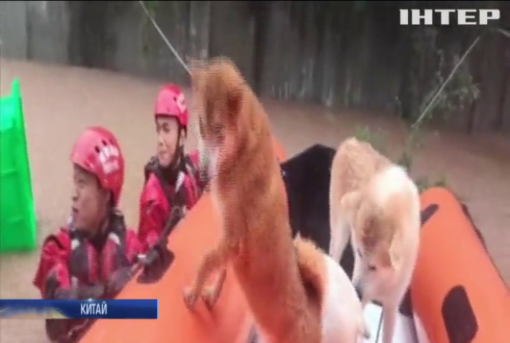 У Китаї надзвичайники евакуювали зоопритулок через повінь