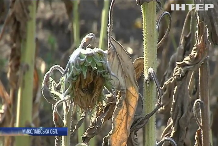Україна ризикує залишитися без соняху: спека випалює врожай