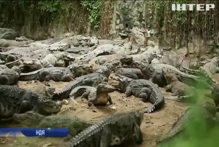Крокодили в Індії опинилися на межі голоду
