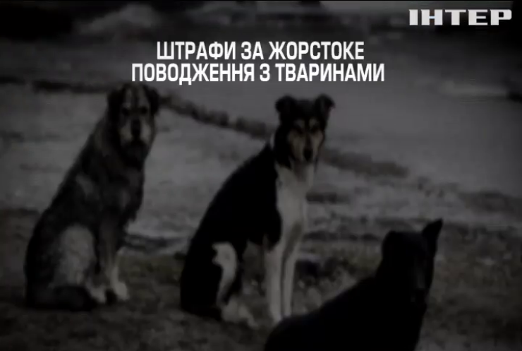 В Україні притулки для тварин потребують державної підтримки
