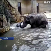 Слонів у Варшавському зоопарку рятуватимуть від стресу канабісом