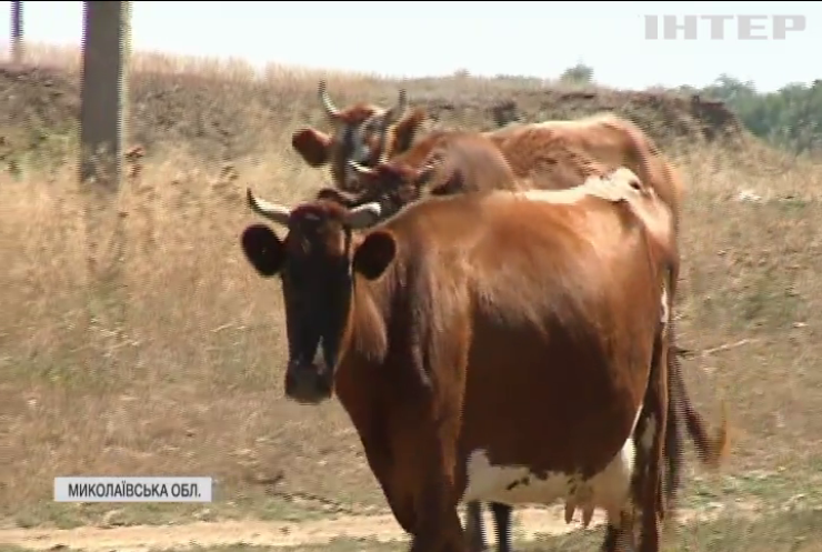 Чому в Україні невпинно скорочується поголів'я великої рогатої худоби