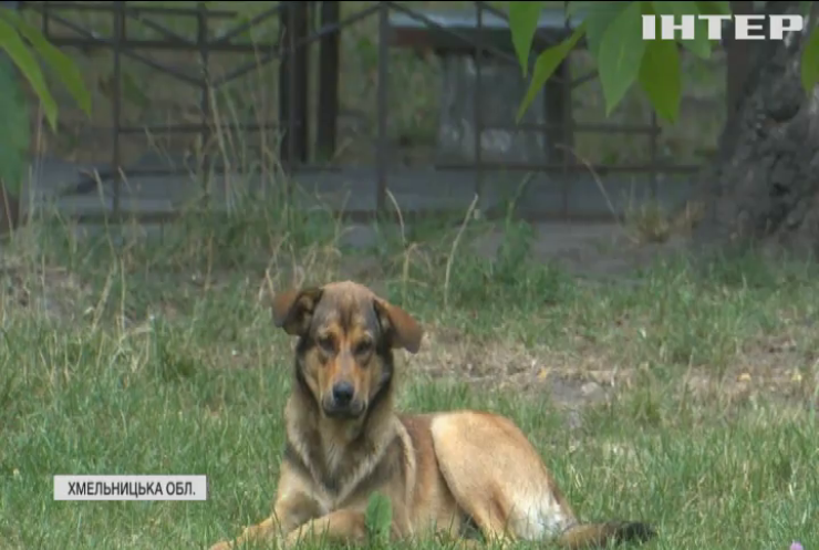 Штраф за кістку для собаки: у Нетішині карають за підкормку безпритульних
