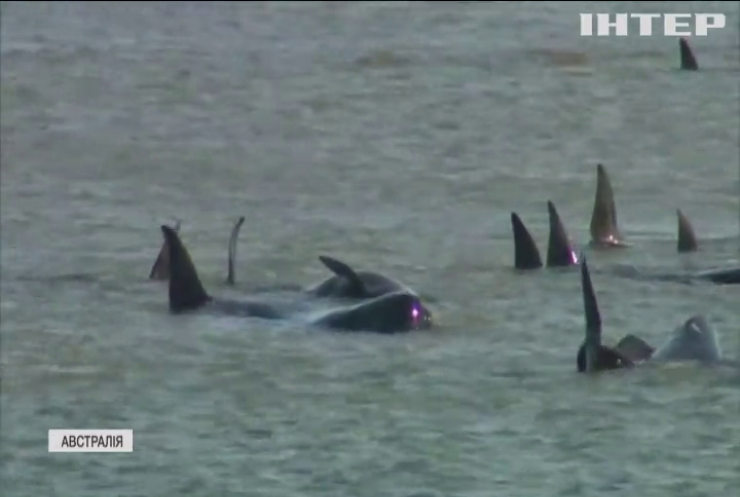 Сотні китів застрягли на мілині на узбережжі Австралії