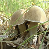 В Україні стартував сезон "тихого полювання": як правильно ходити по гриби?