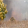 Біля Краматорська загасили лісову пожежу