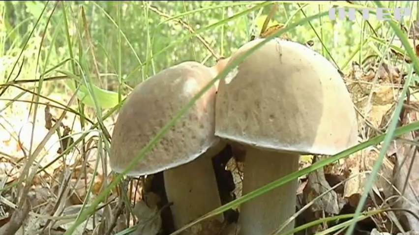 В Україні стартував сезон "тихого полювання": як правильно ходити по гриби?