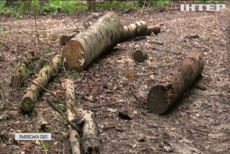 На Львівщині голова лісництва кришував "чорних лісорубів"