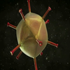 Пандемія коронавірусу: у Євросоюзі вакцинуватимуть всі групи ризику