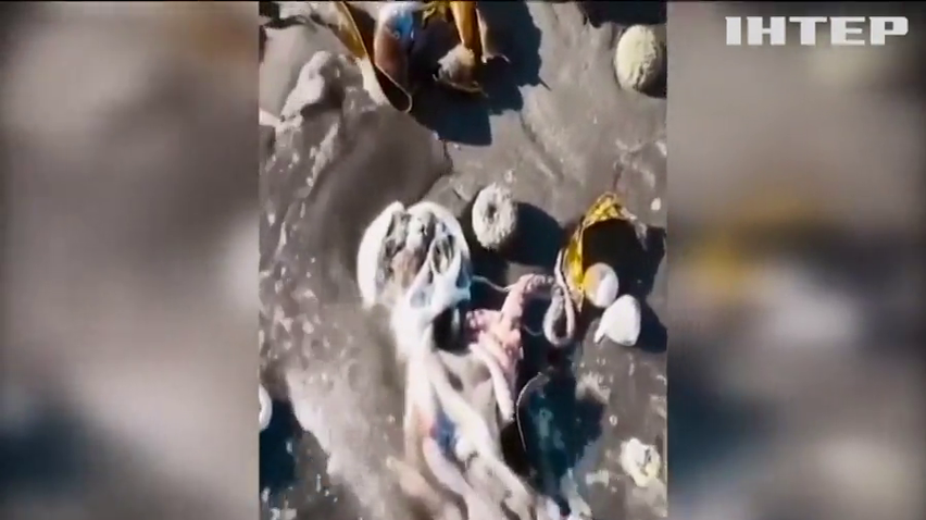 На Камчатці підтвердили наявність токсинів у пробах води