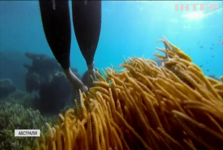 Великому бар'єрному рифу загрожує вимирання