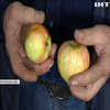 Негода нищить врожай яблук в Україні