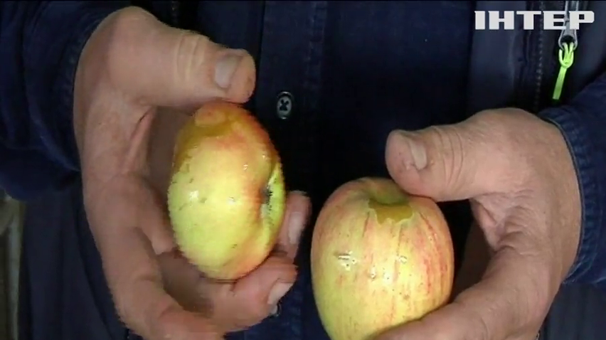 Негода нищить врожай яблук в Україні