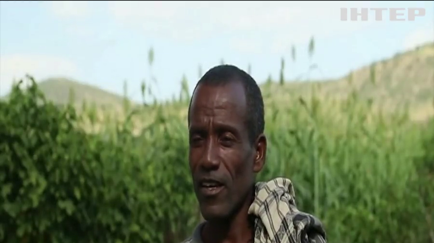 В Ефіопії сарана знищує сотні тисяч гектарів урожаїв
