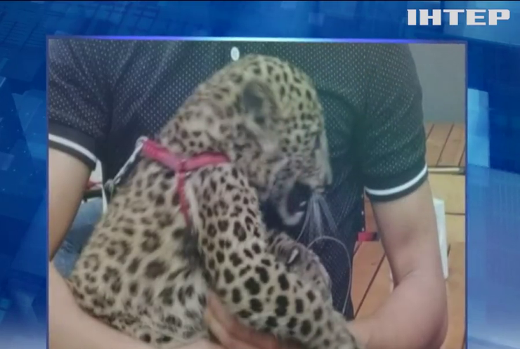 По сусідству з хижаком: кошеня леопарда вчинило переполох в Івано-Франківську
