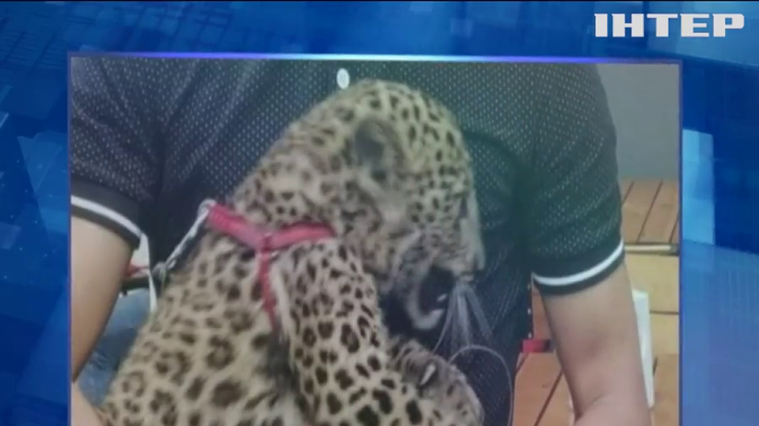 По сусідству з хижаком: кошеня леопарда вчинило переполох в Івано-Франківську