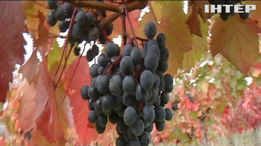 Українські винороби закликають підтримати вітчизняного виробника