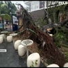Узбережжя Мексики атакує потужний ураган