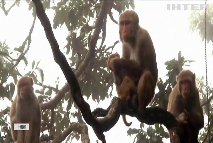 В Індійському штаті намагаються подолати нашестя мавп