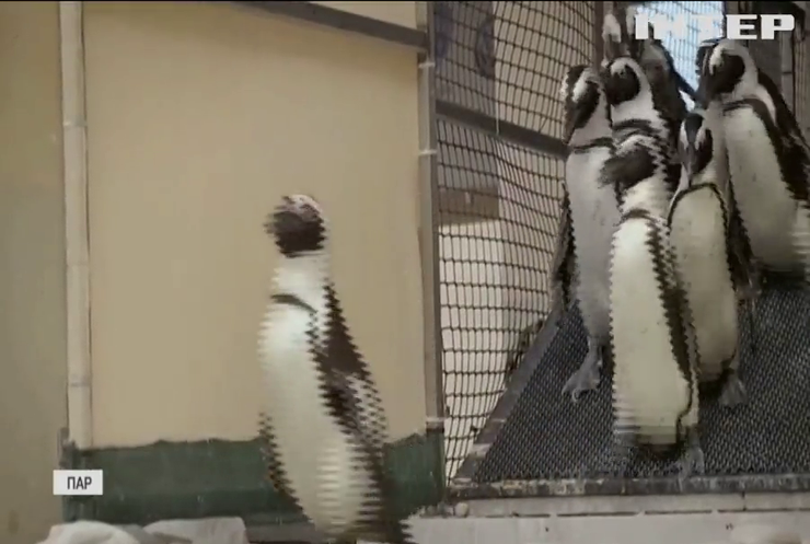 У ПАР відновлюють популяцію пінгвінів